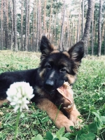 vom Trojangold, hodowla Owczarków Niemieckich Długowłosych