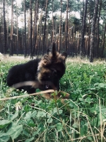 vom Trojangold, hodowla Owczarków Niemieckich Długowłosych