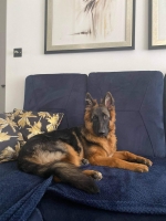 vom Trojangold, hodowla Owczarków Niemieckich Długowłosych