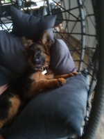 vom Trojangold, hodowla Owczarków Niemieckich Długowłosych