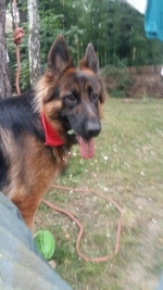 vom Trojangold, hodowla Owczarków Niemieckich Długowłosych