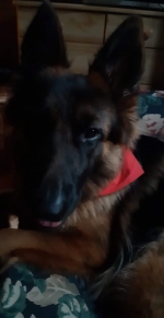 vom Trojangold, hodowla Owczarków Niemieckich Długowłosych