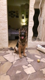 vom Trojangold, hodowla Owczarków Niemieckich Długowłosych