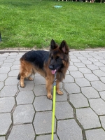 vom Trojangold, hodowla Owczarków Niemieckich Długowłosych