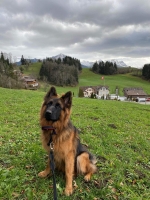 vom Trojangold, hodowla Owczarków Niemieckich Długowłosych