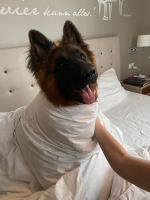 vom Trojangold, hodowla Owczarków Niemieckich Długowłosych