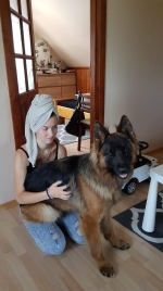 vom Trojangold, hodowla Owczarków Niemieckich Długowłosych