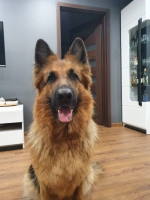 vom Trojangold, hodowla Owczarków Niemieckich Długowłosych