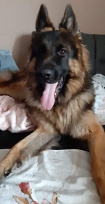 vom Trojangold, hodowla Owczarków Niemieckich Długowłosych