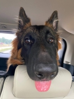 vom Trojangold, hodowla Owczarków Niemieckich Długowłosych