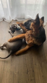 vom Trojangold, hodowla Owczarków Niemieckich Długowłosych