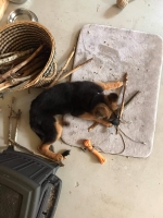 vom Trojangold, hodowla Owczarków Niemieckich Długowłosych