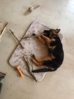 vom Trojangold, hodowla Owczarków Niemieckich Długowłosych