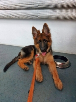 vom Trojangold, hodowla Owczarków Niemieckich Długowłosych