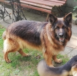 vom Trojangold, hodowla Owczarków Niemieckich Długowłosych