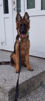 vom Trojangold, hodowla Owczarków Niemieckich Długowłosych