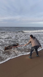 vom Trojangold, hodowla Owczarków Niemieckich Długowłosych