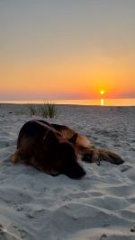 vom Trojangold, hodowla Owczarków Niemieckich Długowłosych