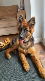 vom Trojangold, hodowla Owczarków Niemieckich Długowłosych