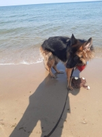 vom Trojangold, hodowla Owczarków Niemieckich Długowłosych