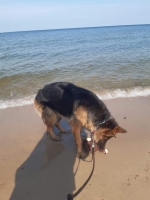 vom Trojangold, hodowla Owczarków Niemieckich Długowłosych