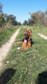 vom Trojangold, hodowla Owczarków Niemieckich Długowłosych