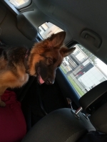 vom Trojangold, hodowla Owczarków Niemieckich Długowłosych