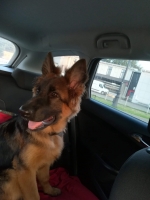 vom Trojangold, hodowla Owczarków Niemieckich Długowłosych