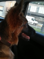 vom Trojangold, hodowla Owczarków Niemieckich Długowłosych