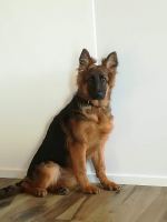 vom Trojangold, hodowla Owczarków Niemieckich Długowłosych