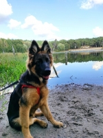 vom Trojangold, hodowla Owczarków Niemieckich Długowłosych