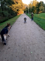 vom Trojangold, hodowla Owczarków Niemieckich Długowłosych