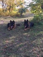 vom Trojangold, hodowla Owczarków Niemieckich Długowłosych