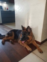 vom Trojangold, hodowla Owczarków Niemieckich Długowłosych