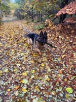 vom Trojangold, hodowla Owczarków Niemieckich Długowłosych