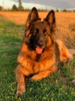 vom Trojangold, hodowla Owczarków Niemieckich Długowłosych