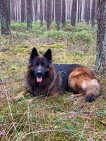 vom Trojangold, hodowla Owczarków Niemieckich Długowłosych