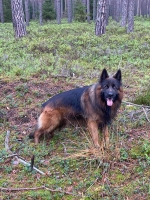 vom Trojangold, hodowla Owczarków Niemieckich Długowłosych