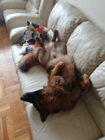 vom Trojangold, hodowla Owczarków Niemieckich Długowłosych