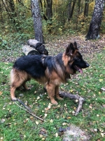 vom Trojangold, hodowla Owczarków Niemieckich Długowłosych