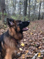 vom Trojangold, hodowla Owczarków Niemieckich Długowłosych