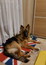 vom Trojangold, hodowla Owczarków Niemieckich Długowłosych