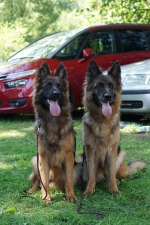 vom Trojangold, hodowla Owczarków Niemieckich Długowłosych