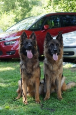 vom Trojangold, hodowla Owczarków Niemieckich Długowłosych