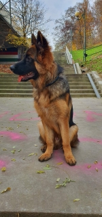 vom Trojangold, hodowla Owczarków Niemieckich Długowłosych