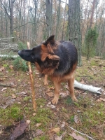 vom Trojangold, hodowla Owczarków Niemieckich Długowłosych