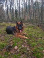 vom Trojangold, hodowla Owczarków Niemieckich Długowłosych