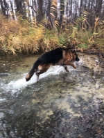 vom Trojangold, hodowla Owczarków Niemieckich Długowłosych
