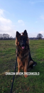 vom Trojangold, hodowla Owczarków Niemieckich Długowłosych