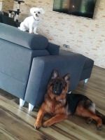 vom Trojangold, hodowla Owczarków Niemieckich Długowłosych